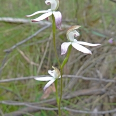 Caladenia moschata at Paddys River, ACT - suppressed