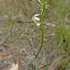 Stackhousia monogyna (Creamy Candles) at Tidbinbilla Nature Reserve - 15 Nov 2014 by galah681