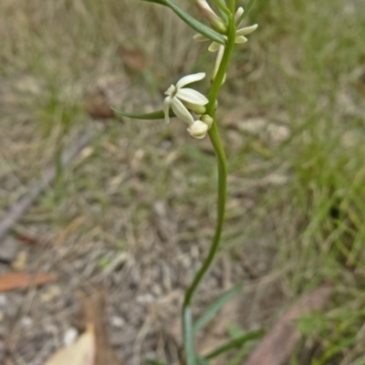 Stackhousia monogyna (Creamy Candles) at Tidbinbilla Nature Reserve - 15 Nov 2014 by galah681