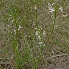 Stackhousia monogyna (Creamy Candles) at Paddys River, ACT - 15 Nov 2014 by galah681