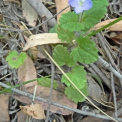 Veronica calycina (Hairy Speedwell) at Tidbinbilla Nature Reserve - 15 Nov 2014 by galah681