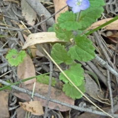 Veronica calycina (Hairy Speedwell) at Paddys River, ACT - 15 Nov 2014 by galah681