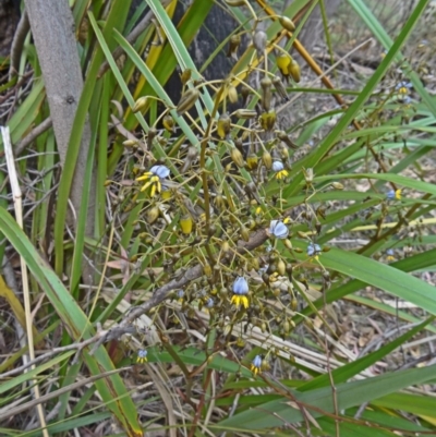 Dianella tasmanica (Tasman Flax Lily) at Paddys River, ACT - 15 Nov 2014 by galah681