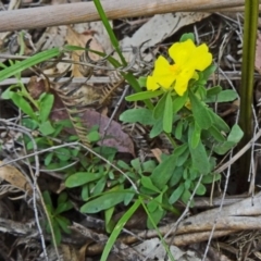 Hibbertia obtusifolia (Grey Guinea-flower) at Paddys River, ACT - 15 Nov 2014 by galah681