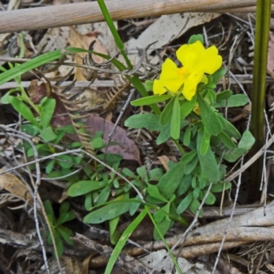 Hibbertia obtusifolia (Grey Guinea-flower) at Paddys River, ACT - 15 Nov 2014 by galah681