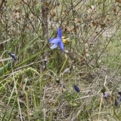 Dianella revoluta var. revoluta (Black-Anther Flax Lily) at Tidbinbilla Nature Reserve - 15 Nov 2014 by galah681