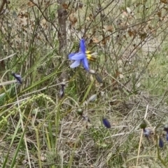 Dianella revoluta var. revoluta (Black-Anther Flax Lily) at Paddys River, ACT - 15 Nov 2014 by galah681