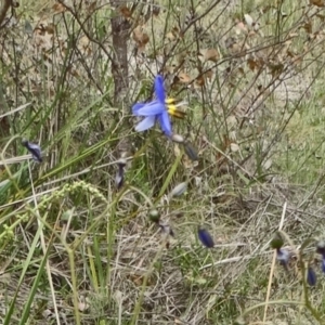 Dianella revoluta var. revoluta at Paddys River, ACT - 15 Nov 2014 11:42 AM