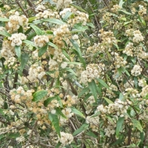 Olearia lirata at Paddys River, ACT - 15 Nov 2014 11:53 AM