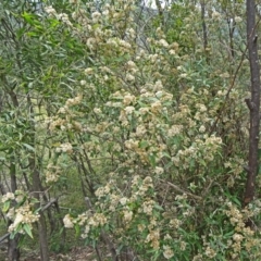 Olearia lirata at Paddys River, ACT - 15 Nov 2014