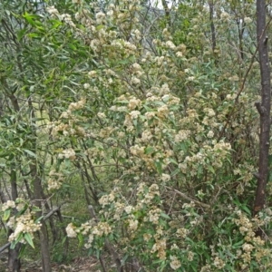 Olearia lirata at Paddys River, ACT - 15 Nov 2014 11:53 AM