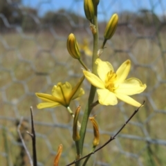 Bulbine bulbosa (Golden Lily, Bulbine Lily) at Chisholm, ACT - 3 Nov 2014 by michaelb