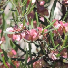 Dodonaea viscosa (Hop Bush) at Chisholm, ACT - 3 Nov 2014 by michaelb