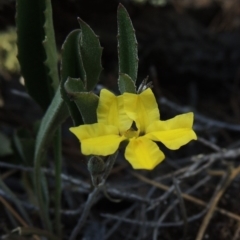 Goodenia hederacea (Ivy Goodenia) at Chisholm, ACT - 3 Nov 2014 by MichaelBedingfield