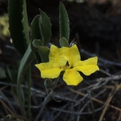 Goodenia hederacea (Ivy Goodenia) at Chisholm, ACT - 3 Nov 2014 by michaelb