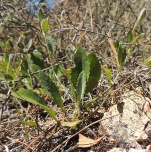 Goodenia hederacea at Chisholm, ACT - 3 Nov 2014 12:54 PM