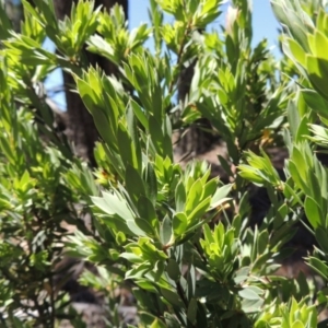 Styphelia triflora at Chisholm, ACT - 3 Nov 2014