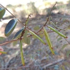 Indigofera australis subsp. australis (Australian Indigo) at Chisholm, ACT - 3 Nov 2014 by MichaelBedingfield