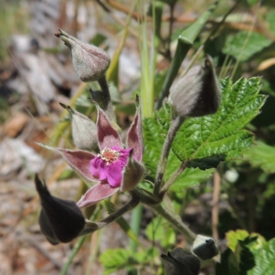 Rubus parvifolius (Native Raspberry) at Old Tuggeranong TSR - 3 Nov 2014 by michaelb