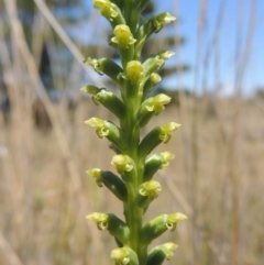 Microtis unifolia (Common Onion Orchid) at Chisholm, ACT - 3 Nov 2014 by MichaelBedingfield