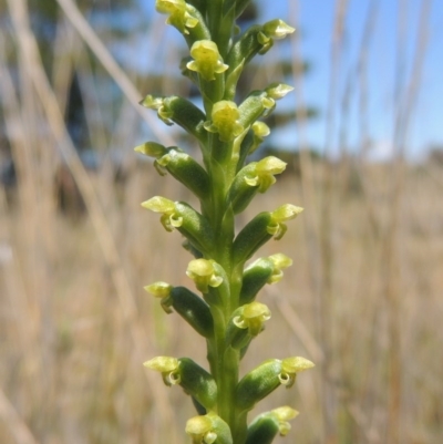 Microtis unifolia (Common Onion Orchid) at Chisholm, ACT - 3 Nov 2014 by MichaelBedingfield
