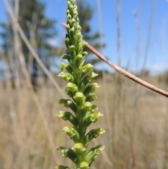 Microtis unifolia at Chisholm, ACT - suppressed