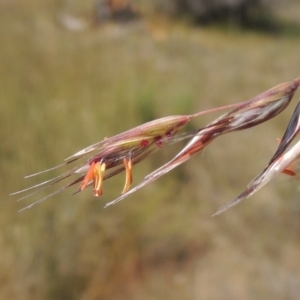 Rytidosperma pallidum at Chisholm, ACT - 3 Nov 2014