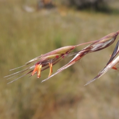 Rytidosperma pallidum (Red-anther Wallaby Grass) at Old Tuggeranong TSR - 3 Nov 2014 by michaelb