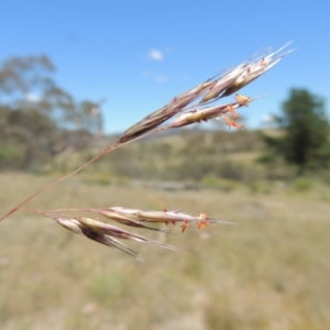 Rytidosperma pallidum at Chisholm, ACT - 3 Nov 2014