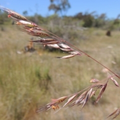 Rytidosperma pallidum at Chisholm, ACT - 3 Nov 2014