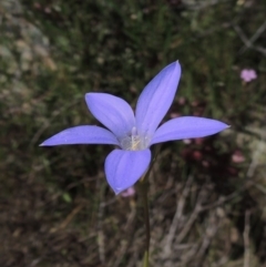 Wahlenbergia sp. (Bluebell) at Melrose - 3 Nov 2014 by michaelb