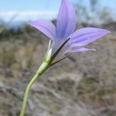 Wahlenbergia sp. at Old Tuggeranong TSR - 3 Nov 2014