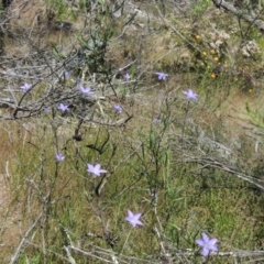 Wahlenbergia stricta subsp. stricta (Tall Bluebell) at Chisholm, ACT - 3 Nov 2014 by MichaelBedingfield