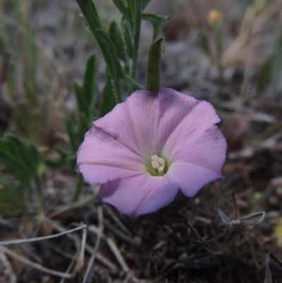 Convolvulus angustissimus subsp. angustissimus (Australian Bindweed) at Melrose - 3 Nov 2014 by michaelb