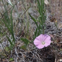 Convolvulus angustissimus subsp. angustissimus at Chisholm, ACT - 3 Nov 2014 01:37 PM