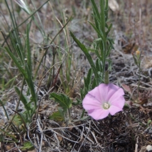 Convolvulus angustissimus subsp. angustissimus at Chisholm, ACT - 3 Nov 2014