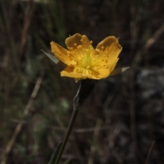 Hypericum gramineum (Small St Johns Wort) at Old Tuggeranong TSR - 3 Nov 2014 by MichaelBedingfield