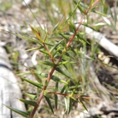 Acacia ulicifolia (Prickly Moses) at Melrose - 3 Nov 2014 by michaelb