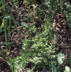 Cheilanthes austrotenuifolia (Rock Fern) at Old Tuggeranong TSR - 3 Nov 2014 by MichaelBedingfield