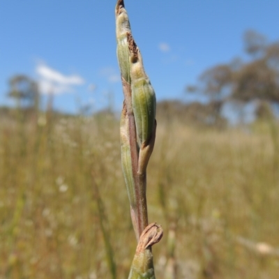 Thelymitra (genus) (sun orchids) at Chisholm, ACT - 3 Nov 2014 by MichaelBedingfield