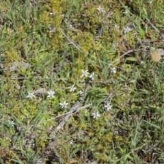 Isotoma fluviatilis subsp. australis (Swamp Isotome) at Old Tuggeranong TSR - 3 Nov 2014 by michaelb