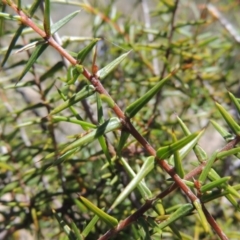 Acacia ulicifolia (Prickly Moses) at Melrose - 3 Nov 2014 by michaelb