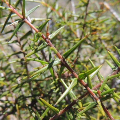 Acacia ulicifolia (Prickly Moses) at Chisholm, ACT - 3 Nov 2014 by MichaelBedingfield