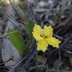 Goodenia hederacea (Ivy Goodenia) at Chisholm, ACT - 3 Nov 2014 by michaelb