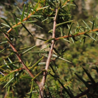 Acacia ulicifolia (Prickly Moses) at Chisholm, ACT - 3 Nov 2014 by MichaelBedingfield