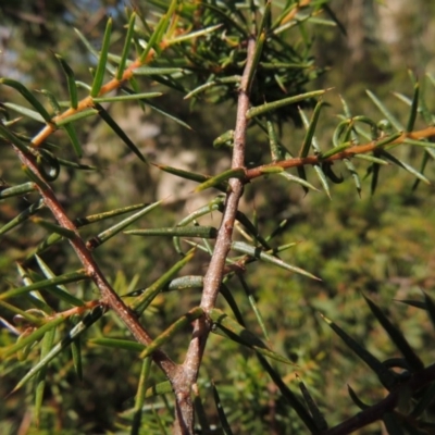 Acacia ulicifolia (Prickly Moses) at Melrose - 3 Nov 2014 by michaelb