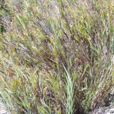 Stypandra glauca (Nodding Blue Lily) at Chisholm, ACT - 3 Nov 2014 by MichaelBedingfield