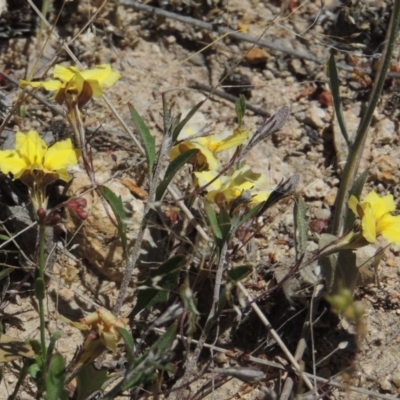 Goodenia hederacea (Ivy Goodenia) at Chisholm, ACT - 3 Nov 2014 by MichaelBedingfield
