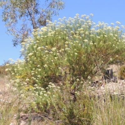 Cassinia longifolia (Shiny Cassinia, Cauliflower Bush) at Chisholm, ACT - 3 Nov 2014 by MichaelBedingfield