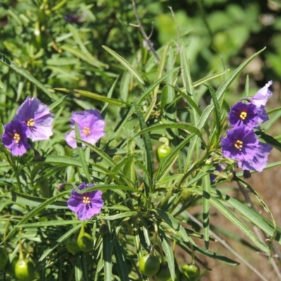 Solanum linearifolium (Kangaroo Apple) at Chisholm, ACT - 3 Nov 2014 by MichaelBedingfield